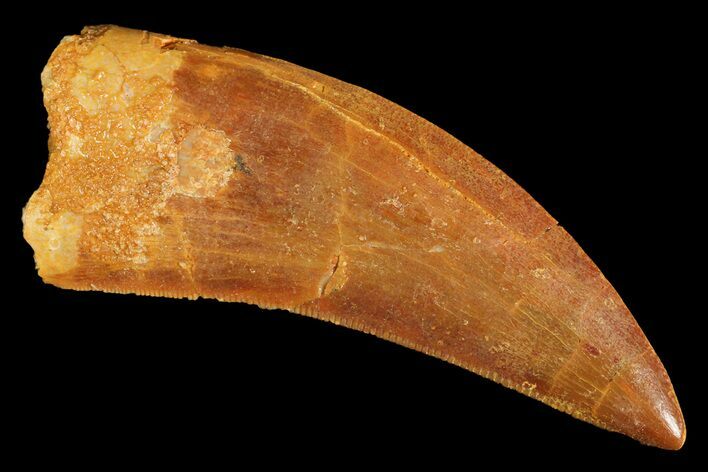 Serrated, Carcharodontosaurus Tooth - Real Dinosaur Tooth #183514